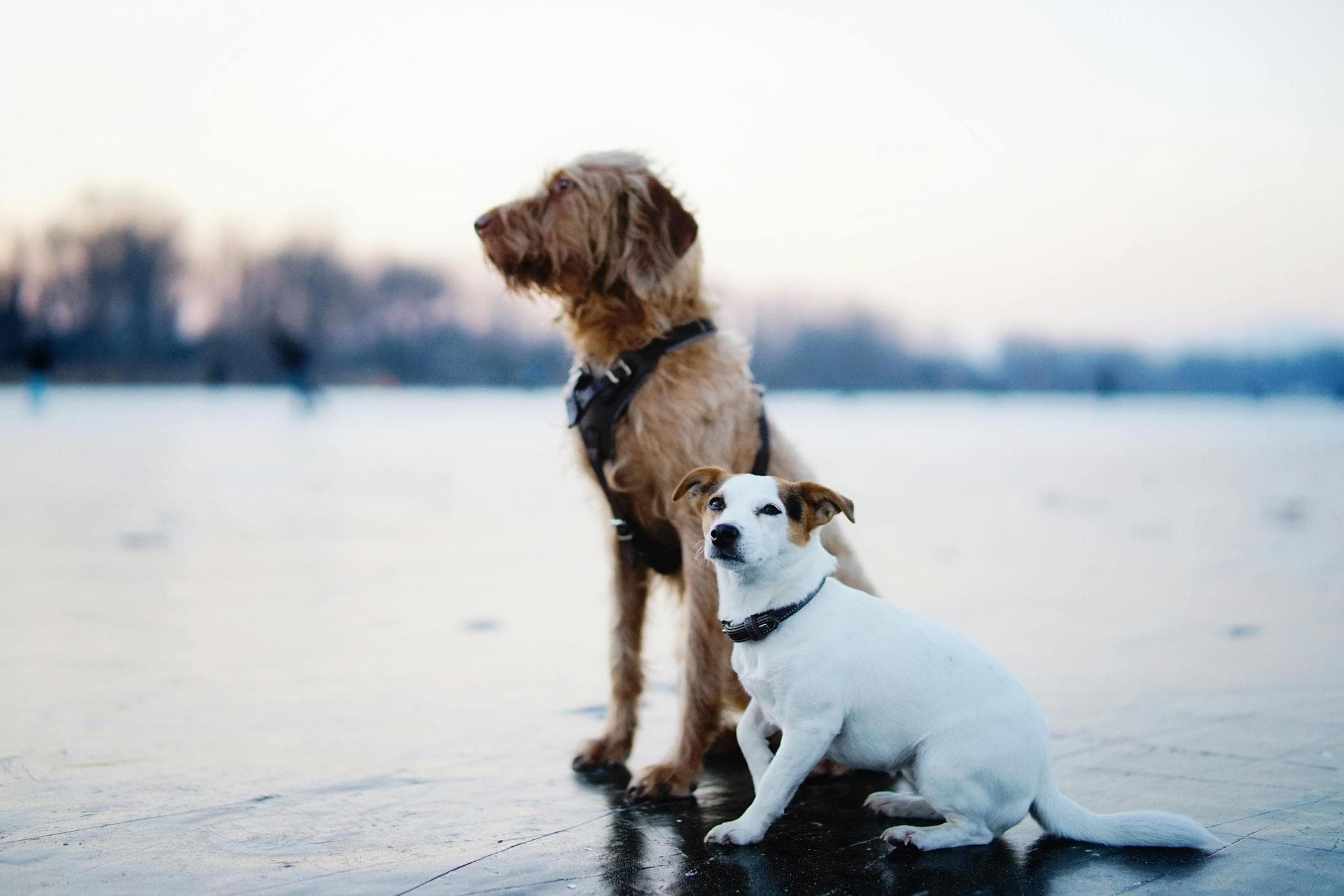 Annual Vaccination With Kennel Cough Prices in Harrow