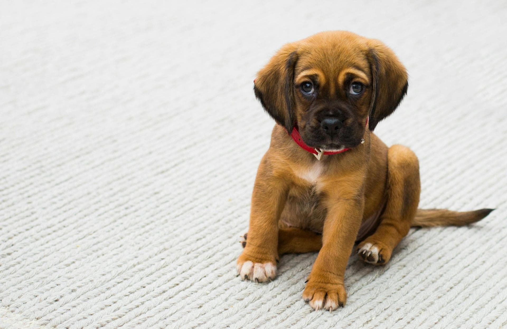 Annual Vaccination With Kennel Cough Prices in Harrow