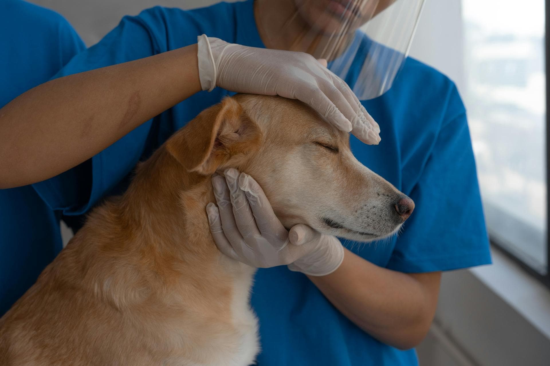 Vet Prices in Harrow