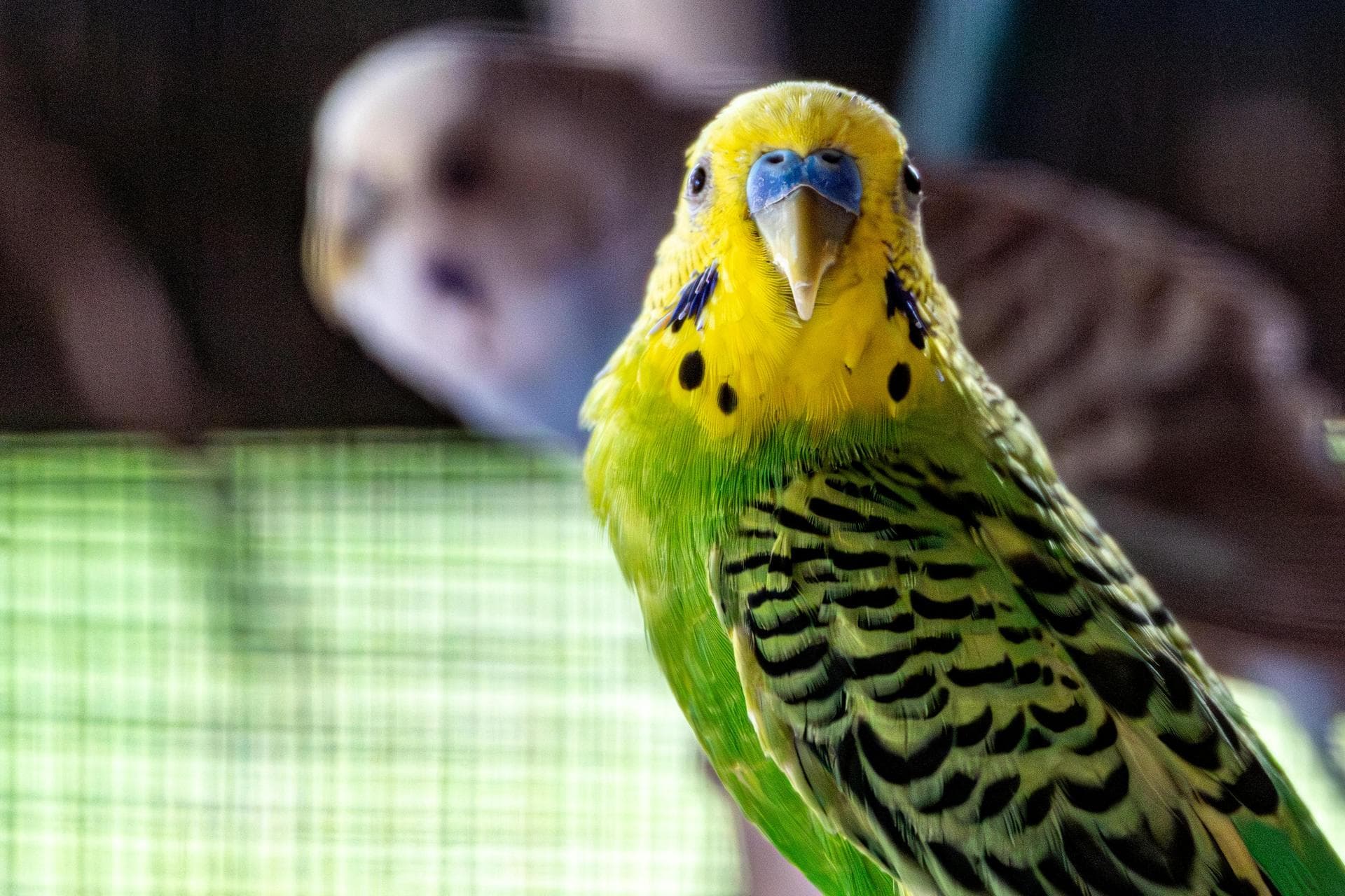 Specialist Vets in Harrow